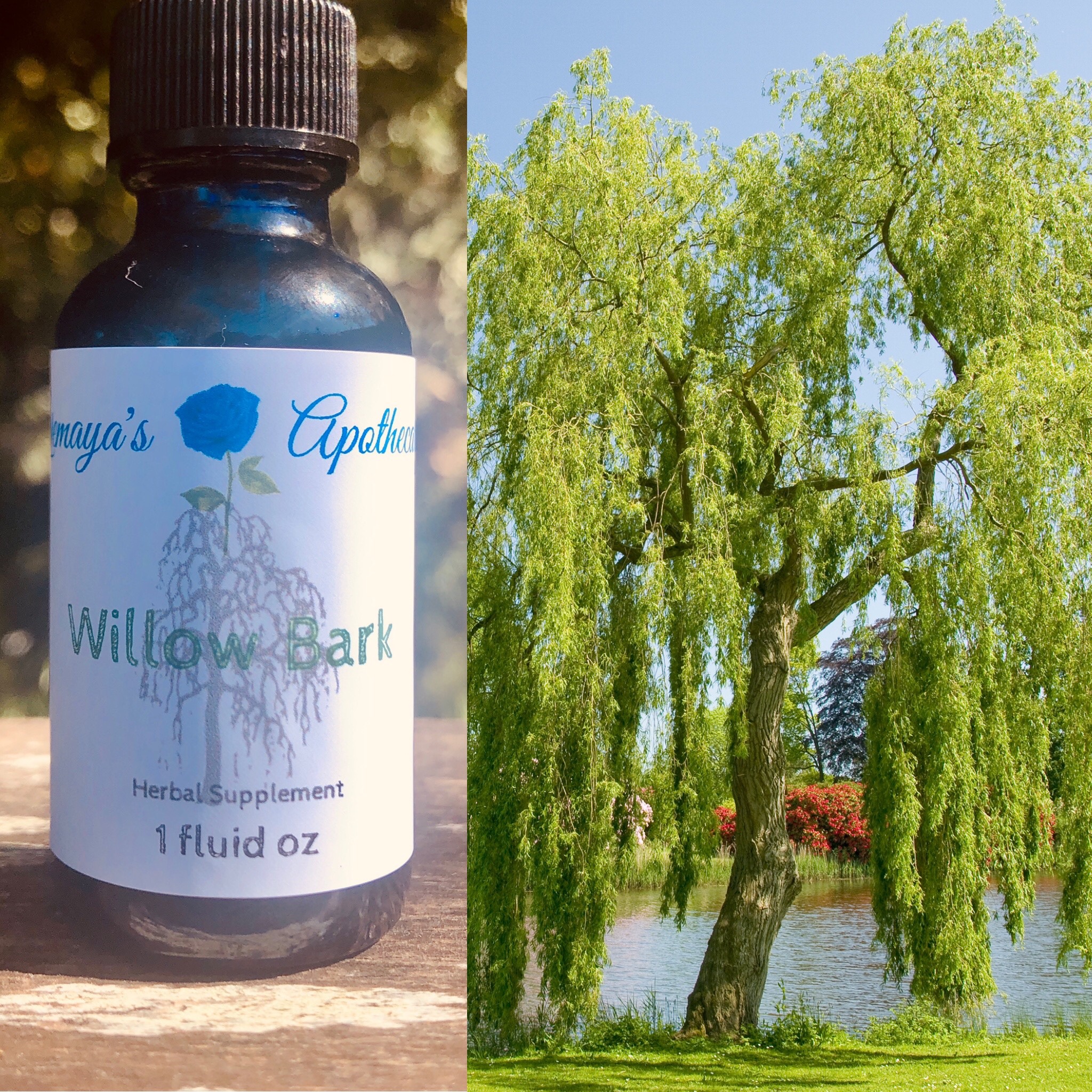 willow-bark-tincture-yemaya-s-apothecary